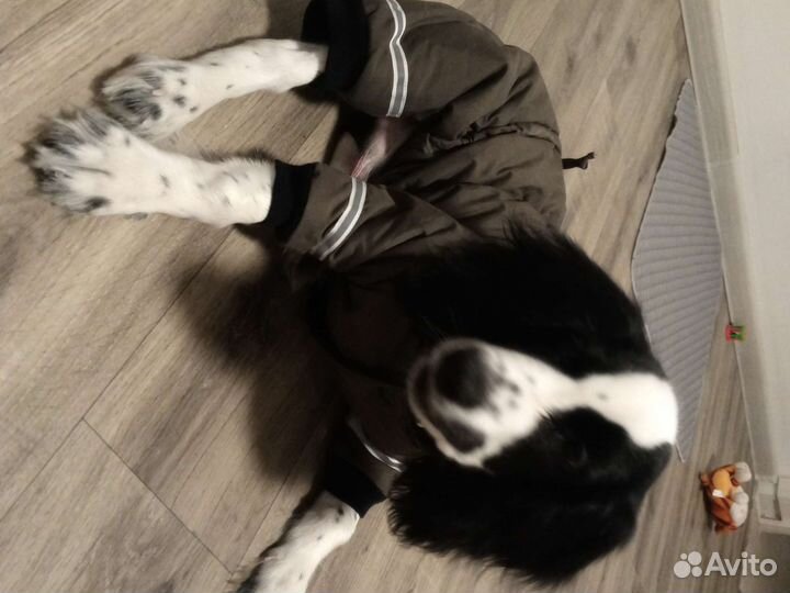 Куртка для маленьких собак/щенят