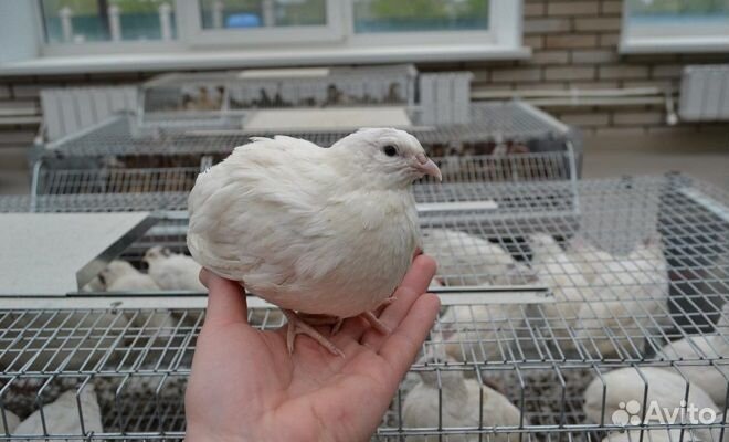 Перепела несушки