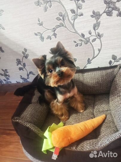 Вязка Йоркширского терьера