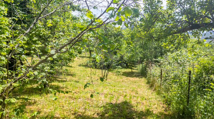 Участок 10 сот. (СНТ, ДНП)