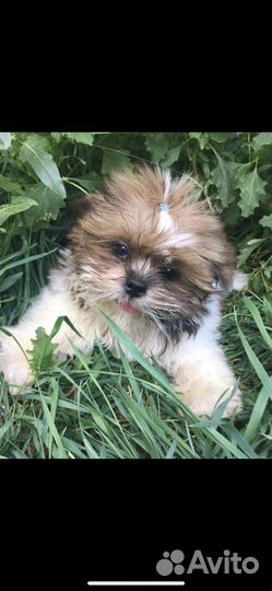 Щенки ши-тцу