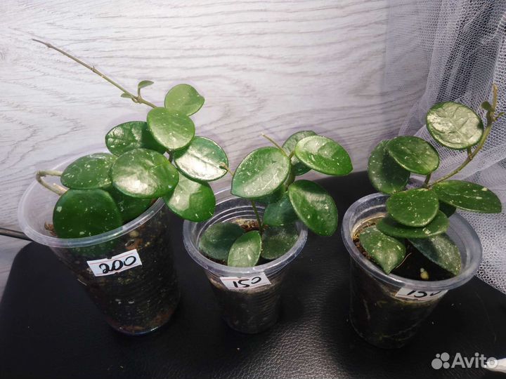 Хояй, филодендрон Пеперомия и другие