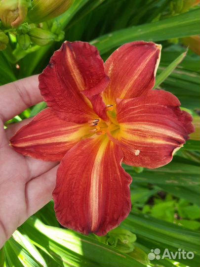 Лилейники сортовые