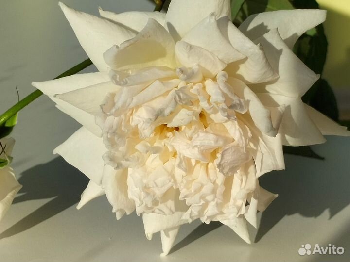 Роза комнатная Бенгальская.Только малиновый цвет