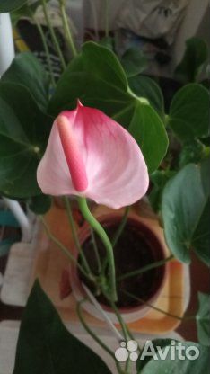Антуриумы разные