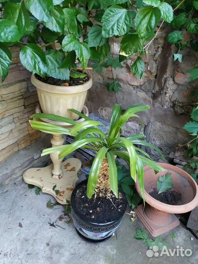 Комнатные цветы шефлера