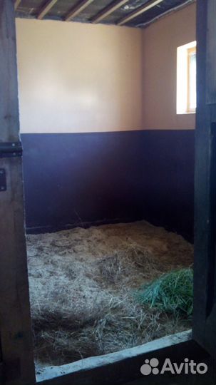 Постой лошади