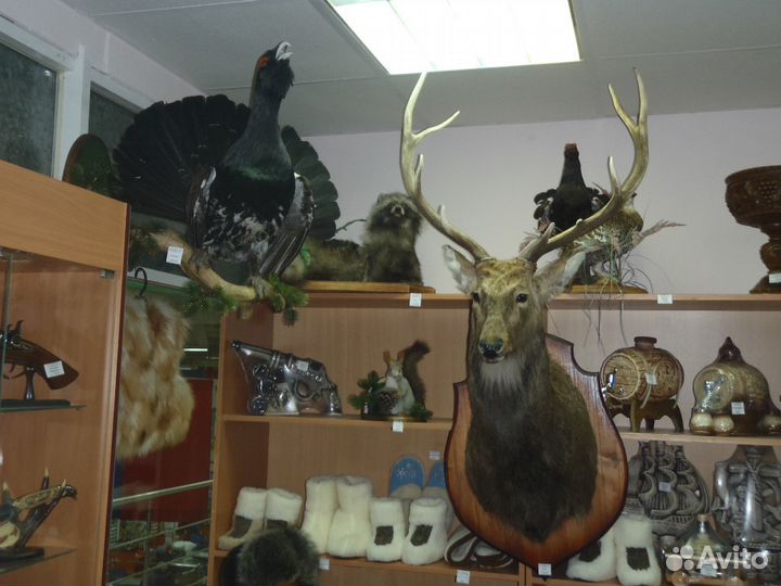 Чучела зверей,птиц