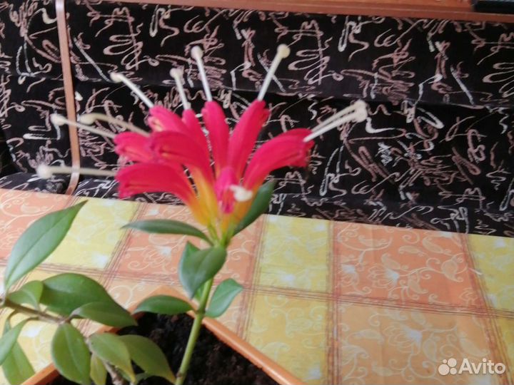 Эсхинантус