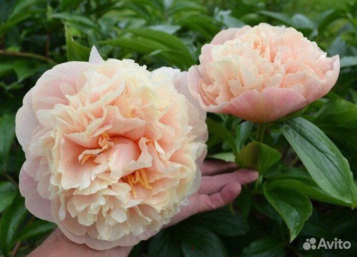 Сортовые коллекционные пионы