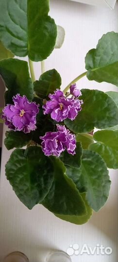 Цветущие фиалки