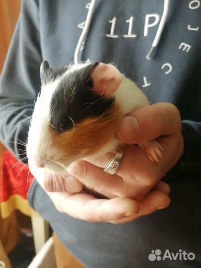 Морские свинки