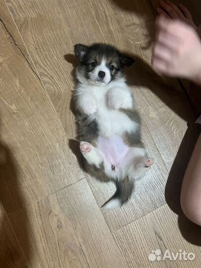 Девочка вельш корги пемброк