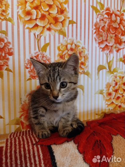 Отдам коненка