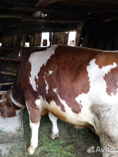 Бык на племя или на мясо