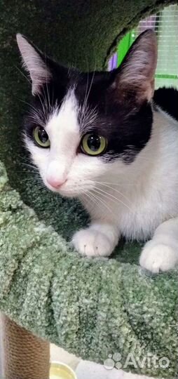 Монти ищет заботливую семью