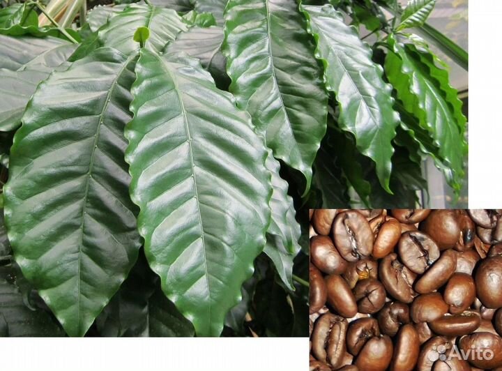 Кофейное дерево Coffea robusta