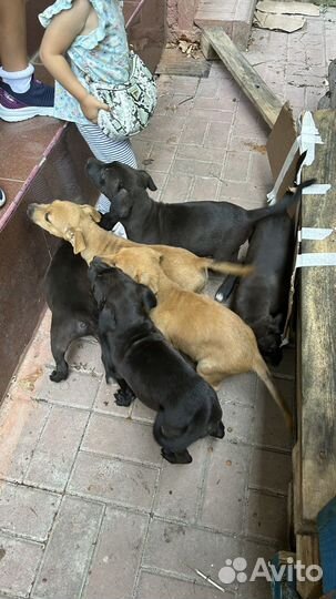 Щенки в добрые руки