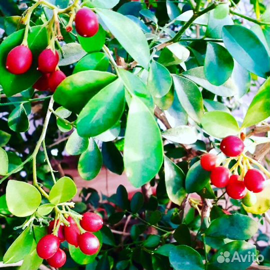 Муррайя метельчатая (домашнее растение)