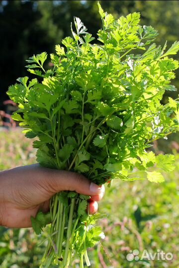 Семена кинзы оптом