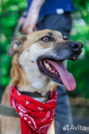 Собака в добрые руки