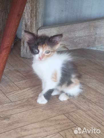 Трехцветная кошка