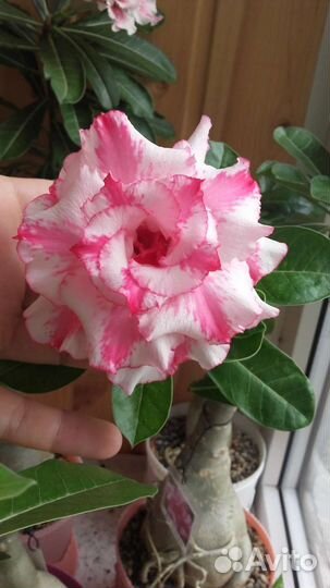 Адениум прививка