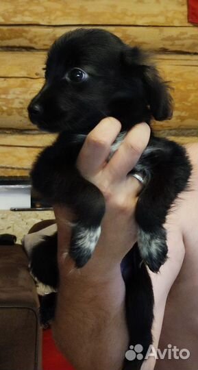 Щенки бесплатно