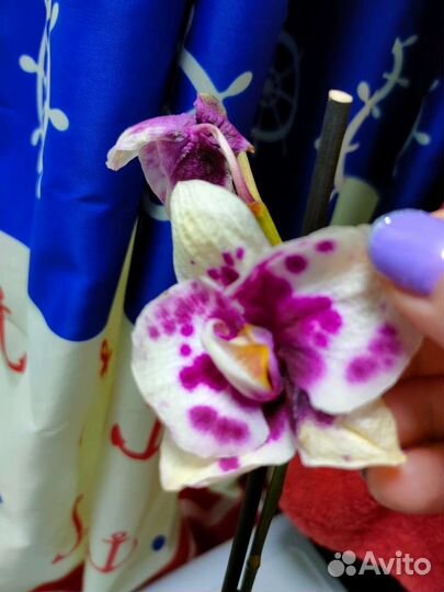 Орхидея фаленопсис