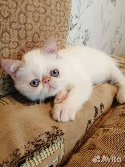 Котята экзоты