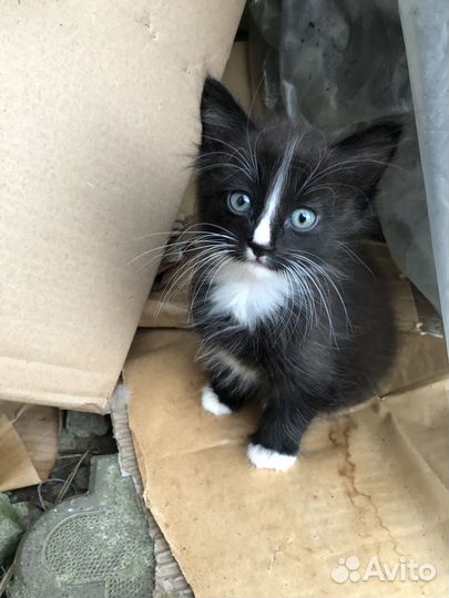 Котик. 1,5месяца
