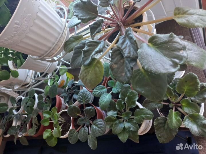 Фиалки продажа