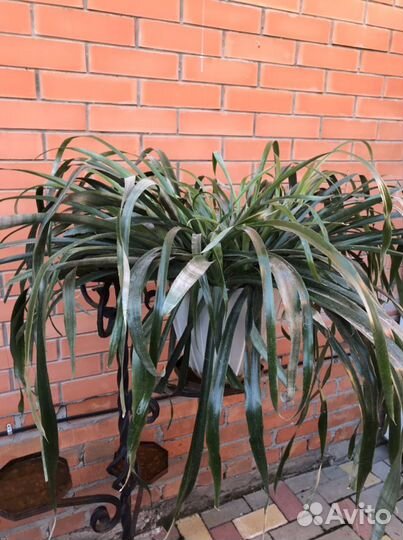 Бильбергия