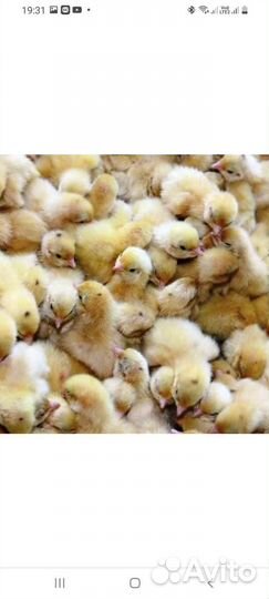 Перепела (яйца,цыплята)