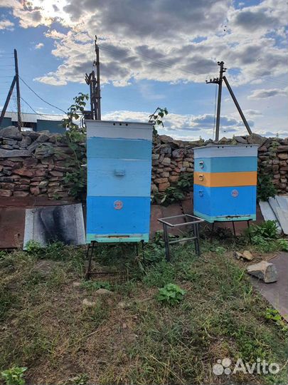 Продажа пчел и ульи