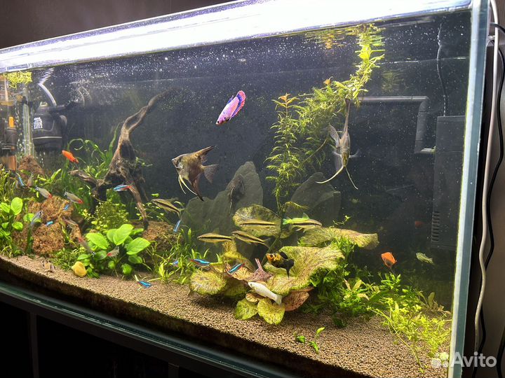 Аквариум с рыбками