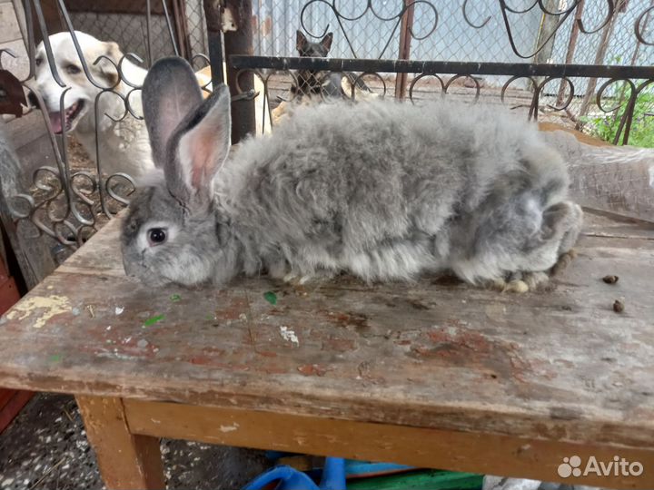 Продам пушистых кролов 2 шт возраст 3.6 месяца