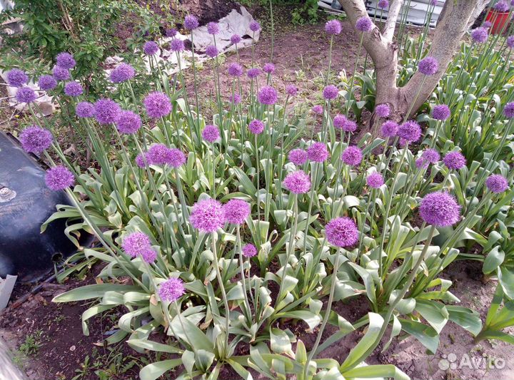 Уличные цветы