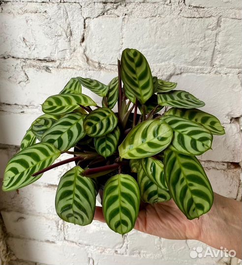 Комнатные растения