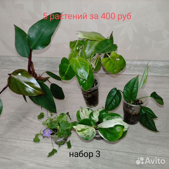 Растения набором