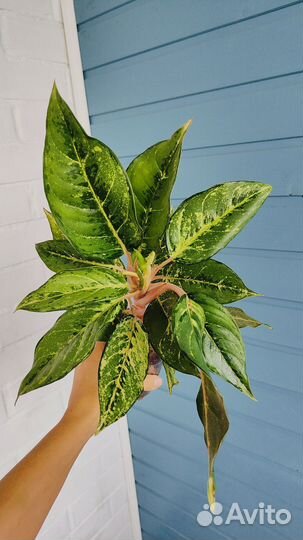 Аглаонема white rose, aladdin, Brilliantly green