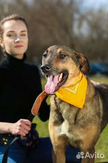 Волчок Август ищет маму