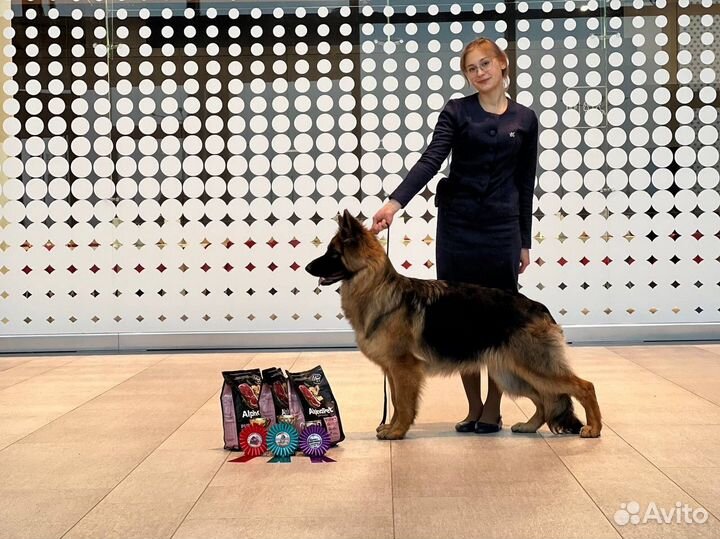 Хендлер, подготовка и показ собак на выставке