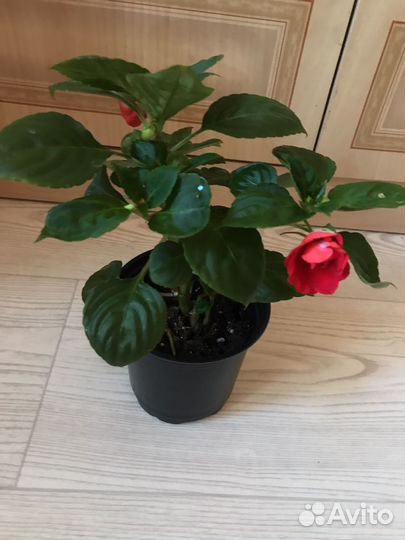 Бальзамин ярко красный