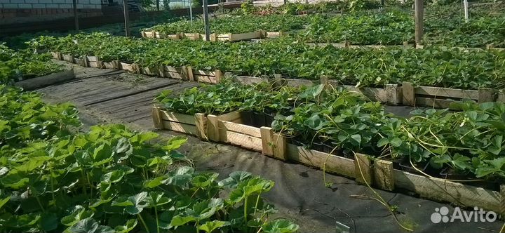 Растения. Продаю саженцы клубники