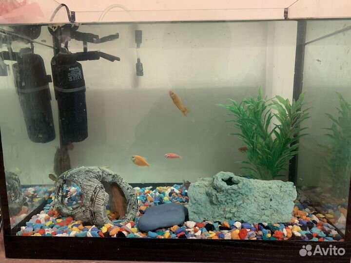 Аквариум с рыбками