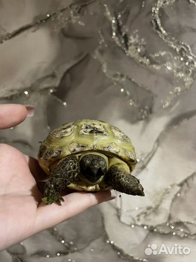 Черепаха