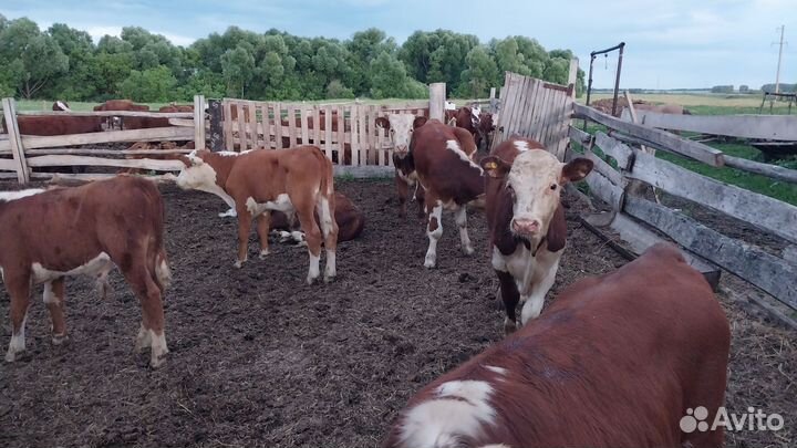 Бычки на откорм