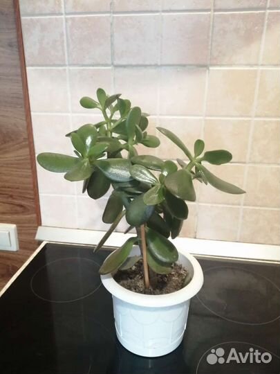 Толстянка-денежное дерево