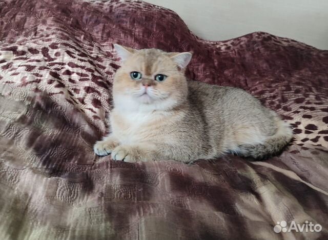 Коты для вязки шотландцы